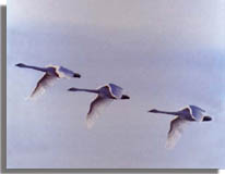 Wildlife.Trumpeter Swans In Flight.Drop.JPG (6926 bytes)